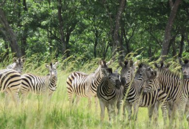 zebras at mukuvisi